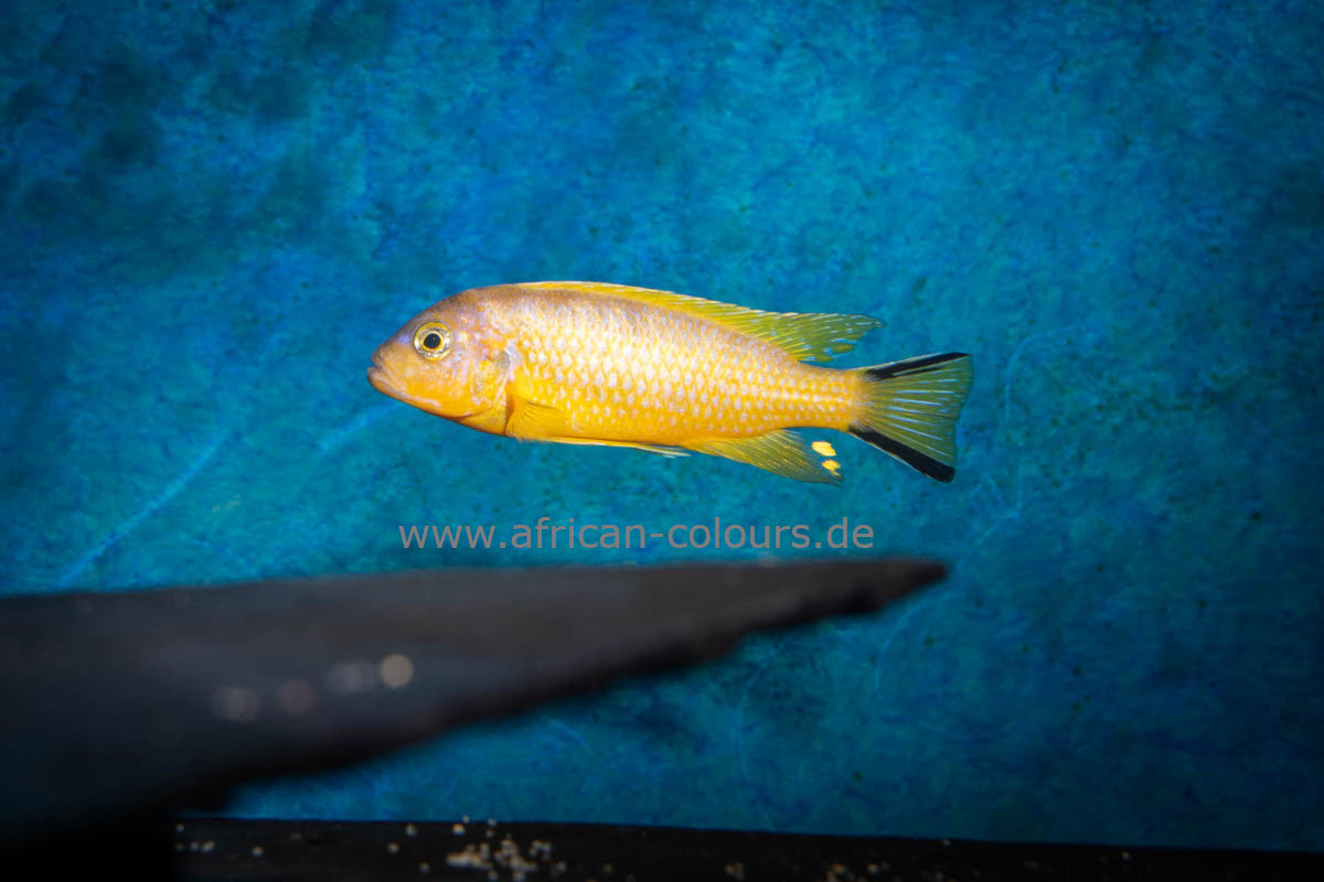Metriaclima Daktari Ngombe ( Moz)