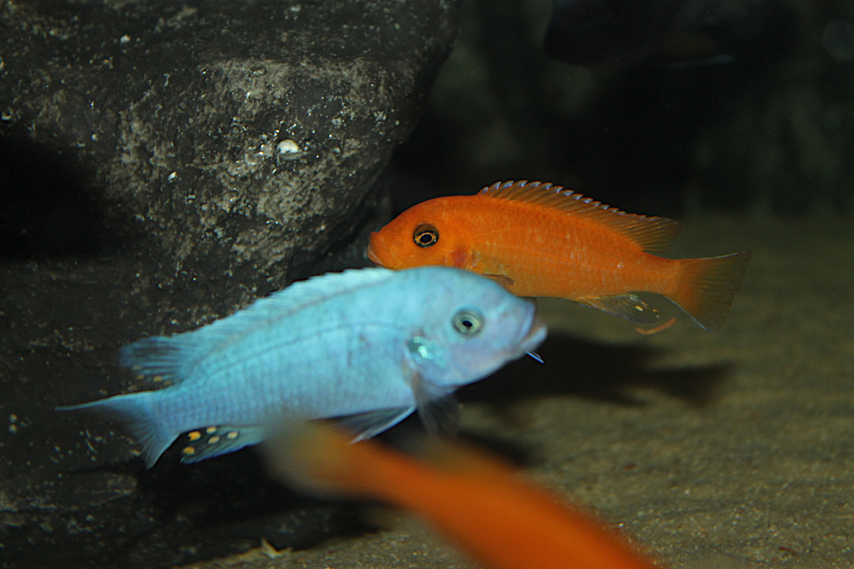 Metriaclima Estherae Minos Reef