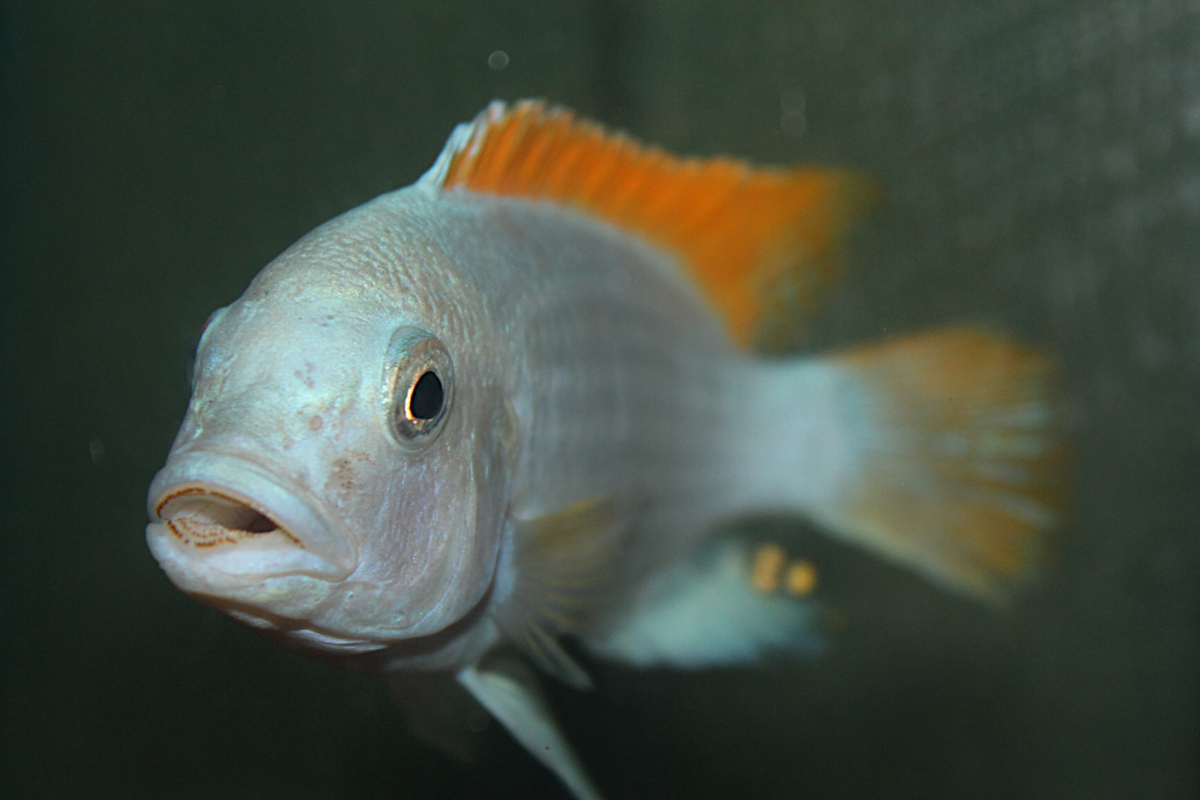 Metriaclima Greshakei