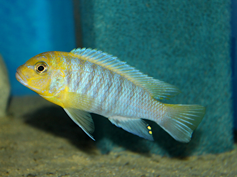 Metriaclima Hayomaylandi Chizumulu