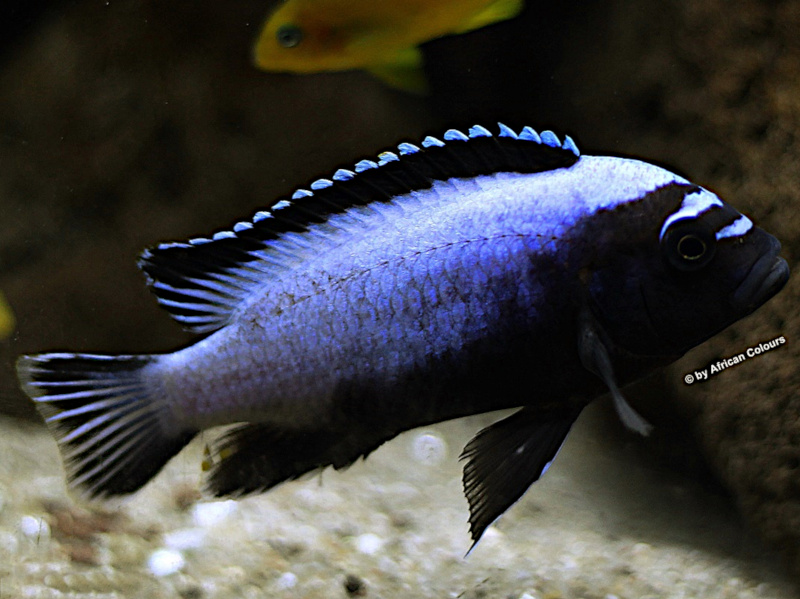 Metriaclima Koningsi (Membe Deep )