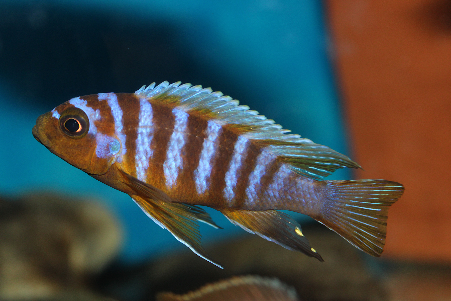 Metriaclima Long Pelvic Mdoka