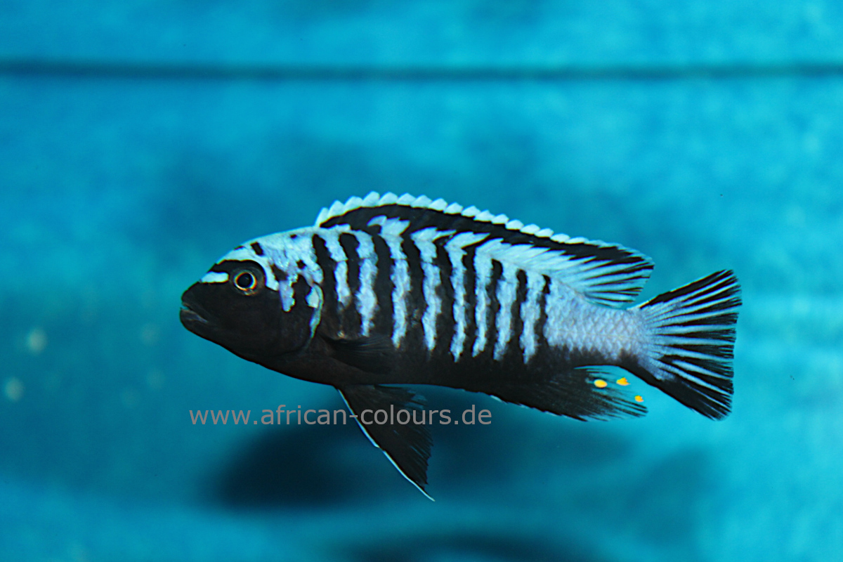 Metriaclima Msobo Hetropictus Thumbi Point
