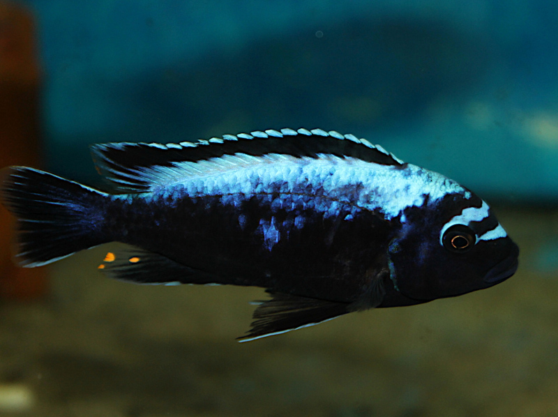 Metriaclima Msobo Magunga