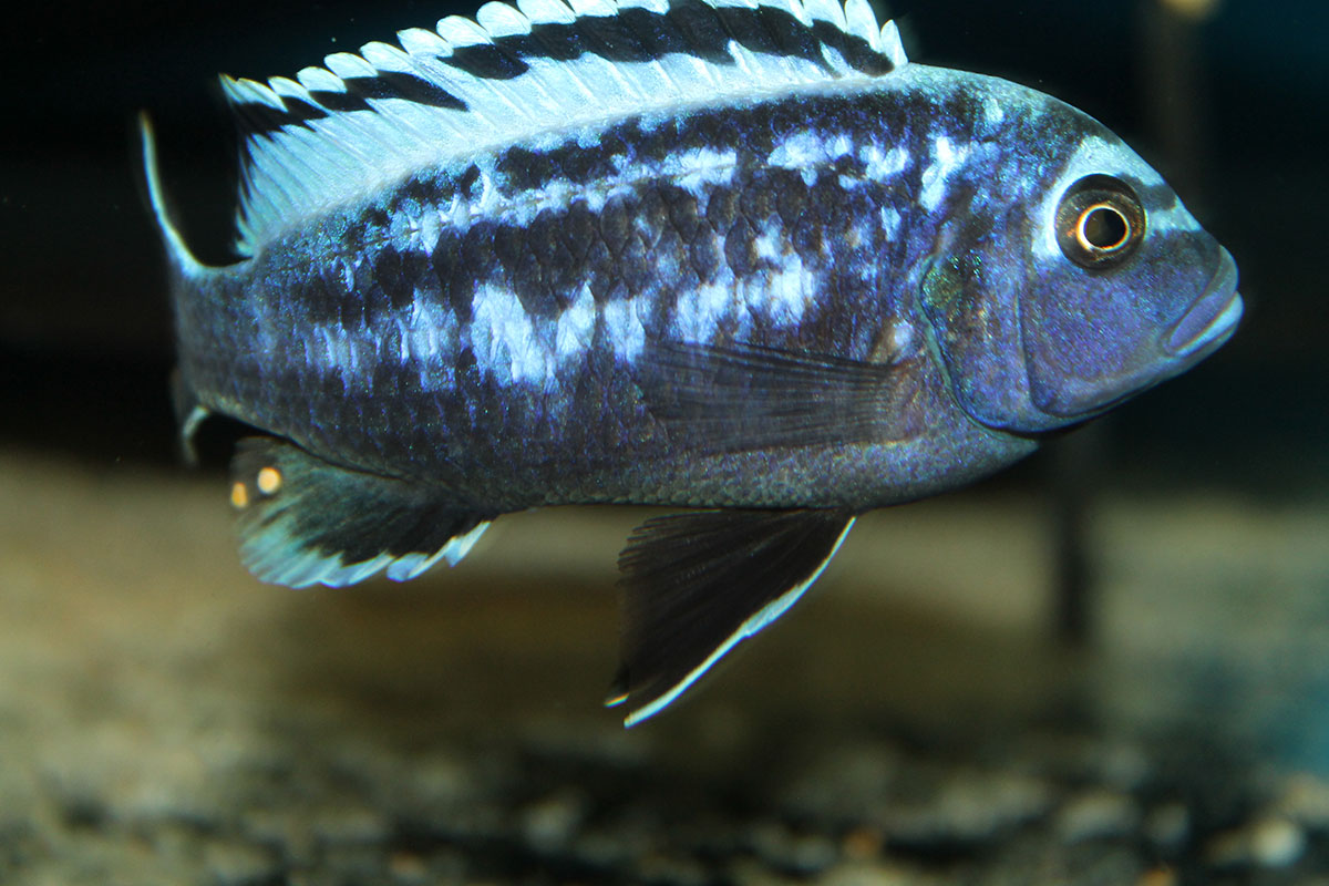 Metriaclima Msobo Manda