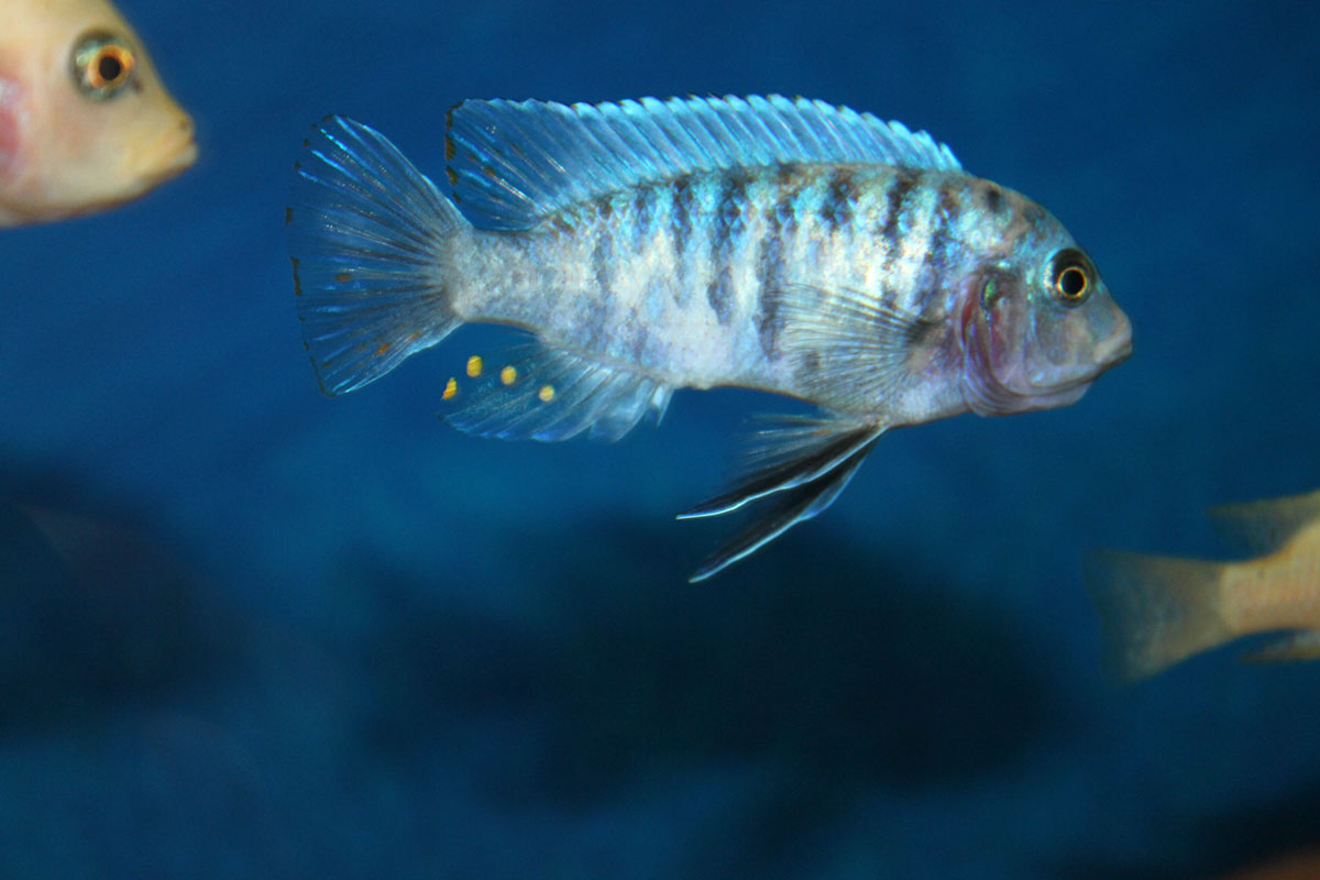 Metriaclima zebra Chiwi Rocks