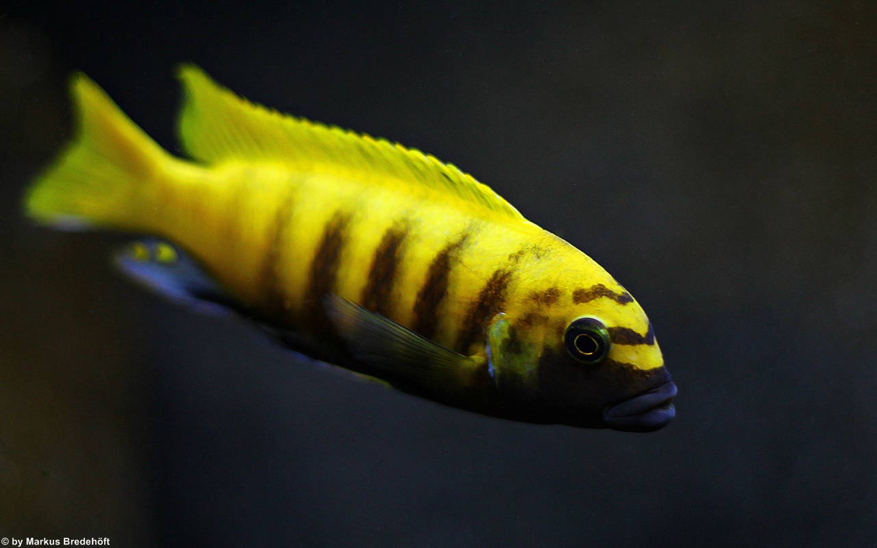 Metriaclima Zebra Gold Kawanga