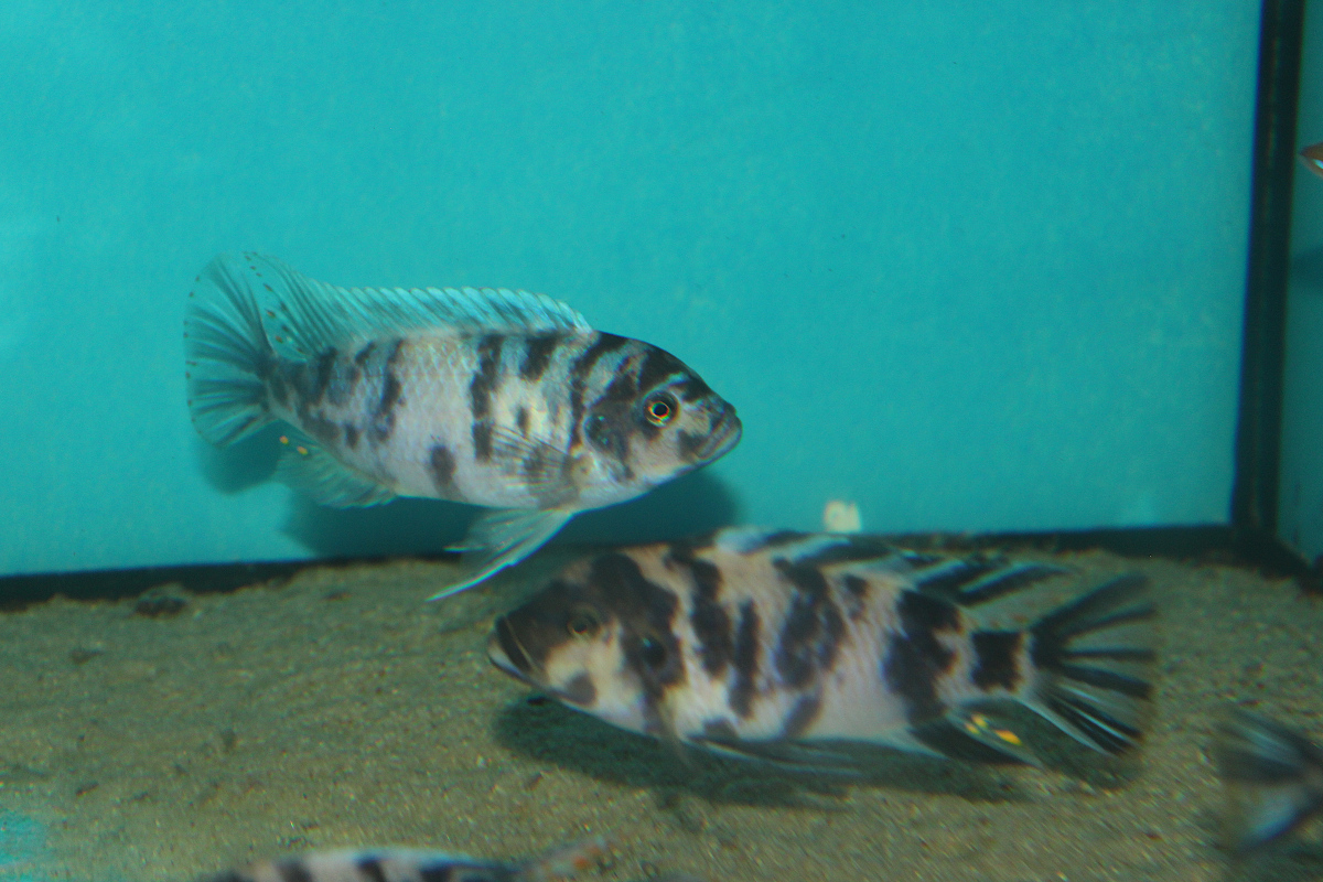 Metriaclima Zebra Masinje