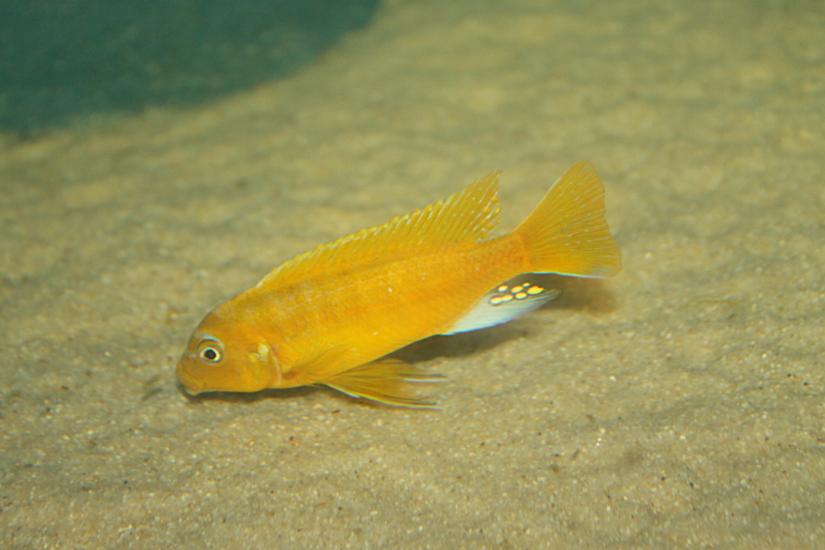 Metriaclima Gold Chizu Rocks