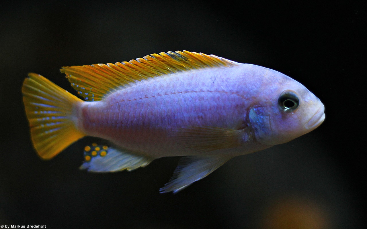 Metriaclima Zebra Mbenji