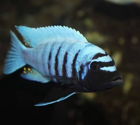 Metriaclima Zebra Thumbi West