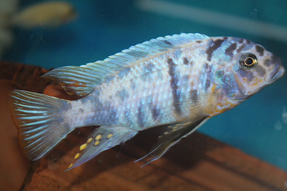 Metriaclima Zebra Ndonga