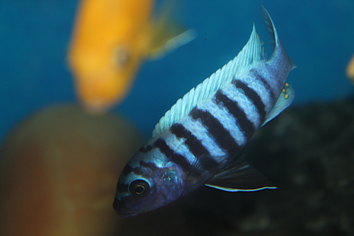 Metriaclima Zebra Slim Tarakiki