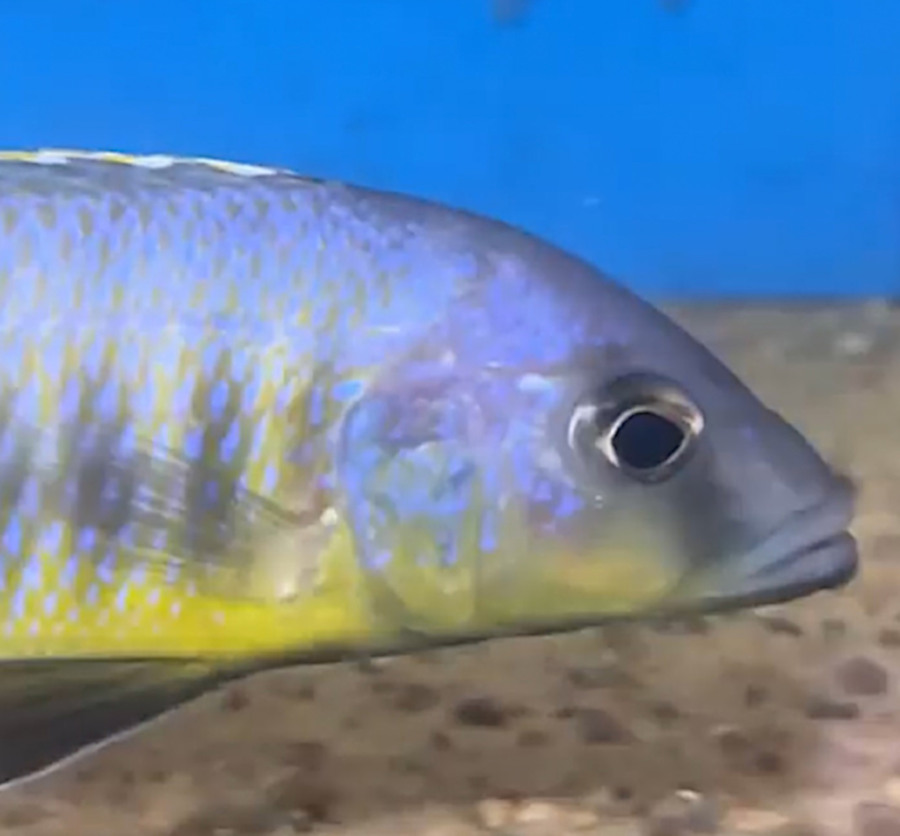 Mylochromis Spilostichus "Makanjila Type"