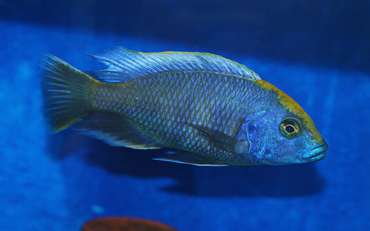 Nimbochromis Venustus