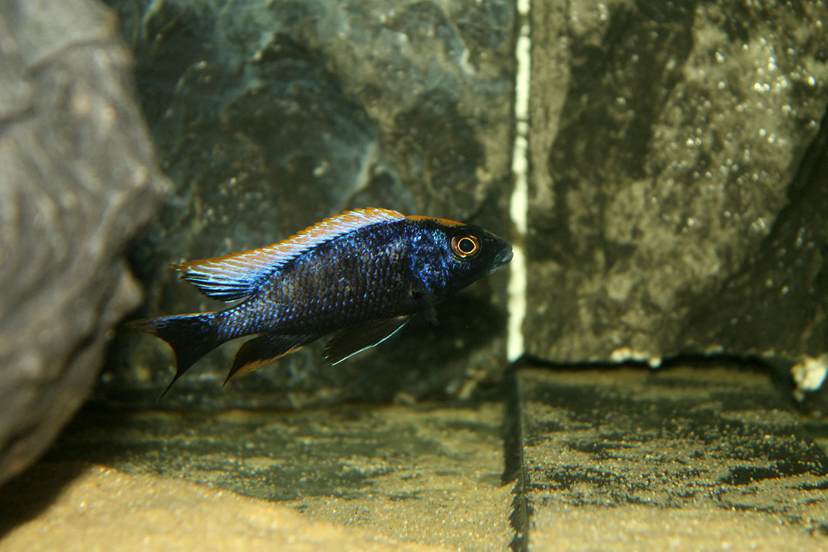 Otopharynx Black Orange Dorsal