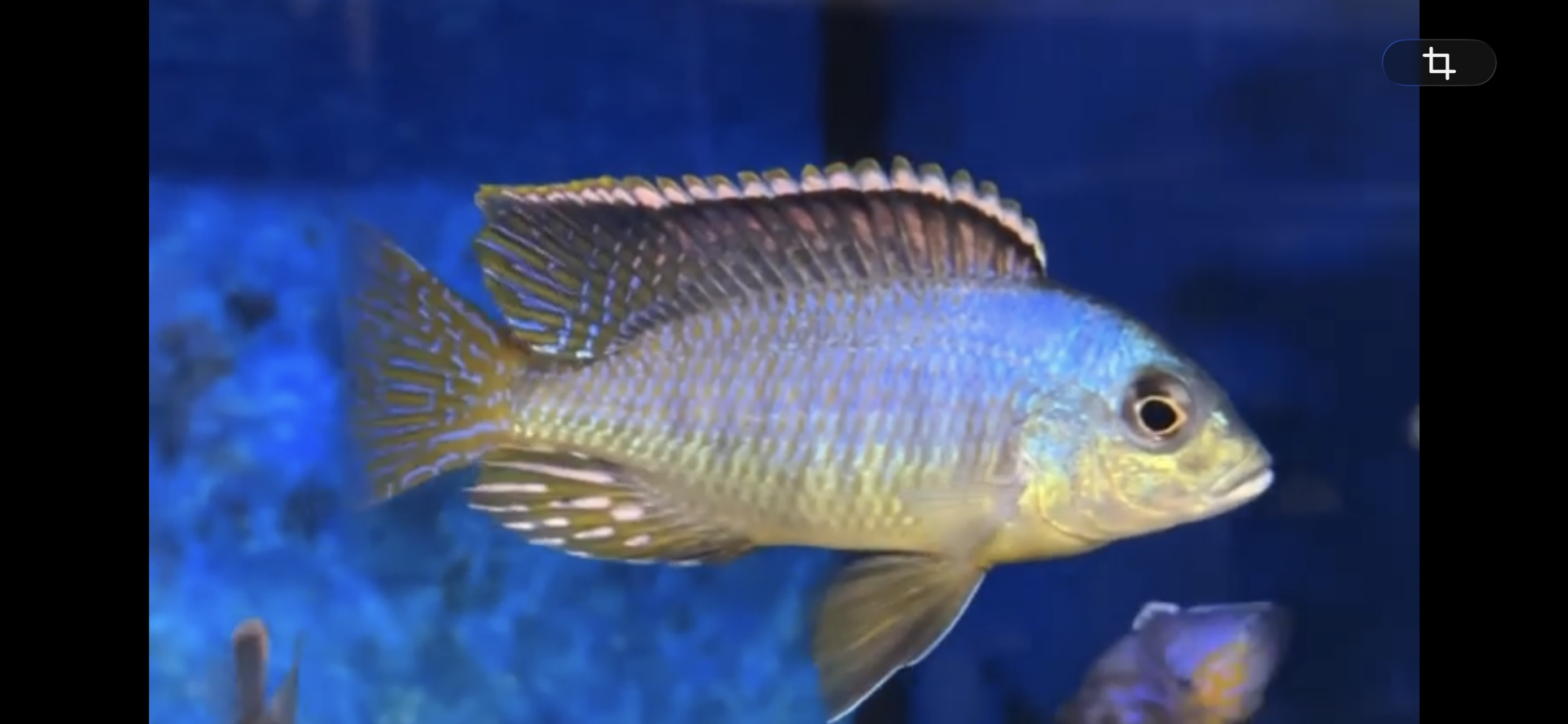 Otopharynx Spots Sani