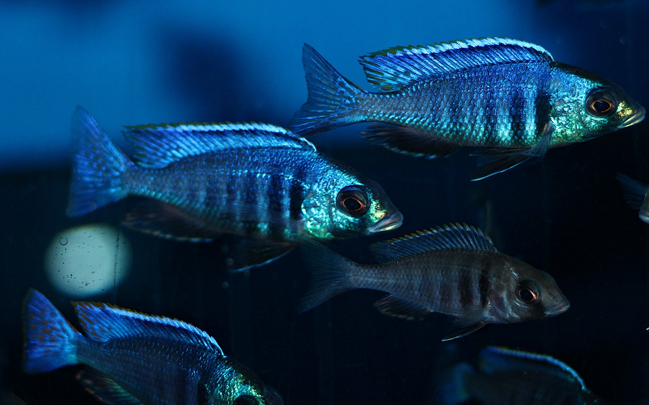 Placidochromis Electra Likoma