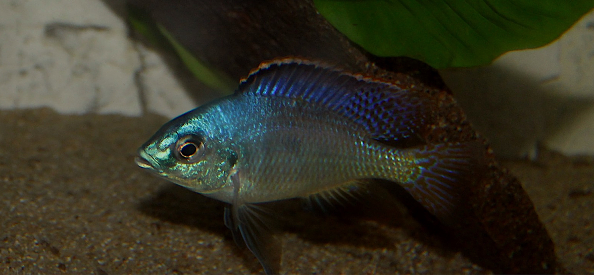 Placidochromis Johnstoni Solo