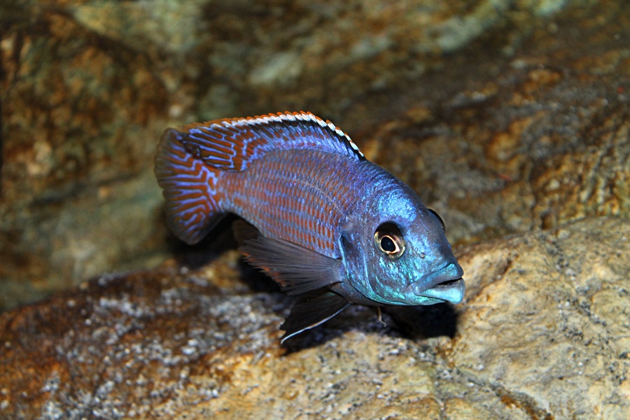 Placidochromis Milomo Mbenji