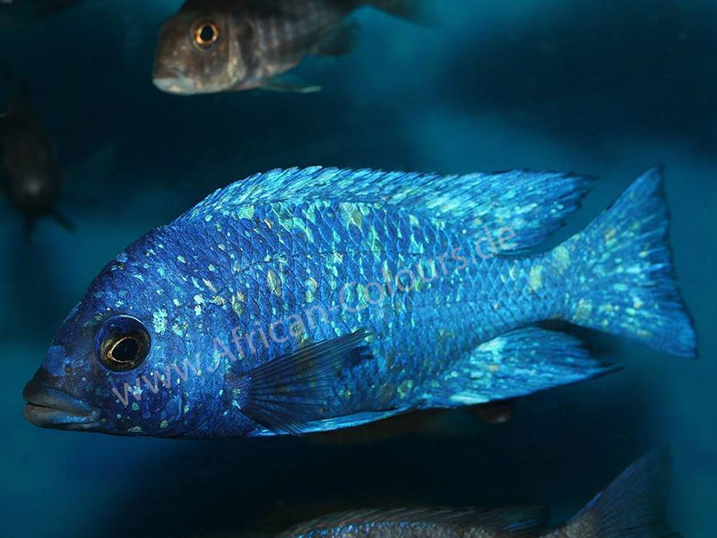 Placidochromis Phenochilus Tanzania