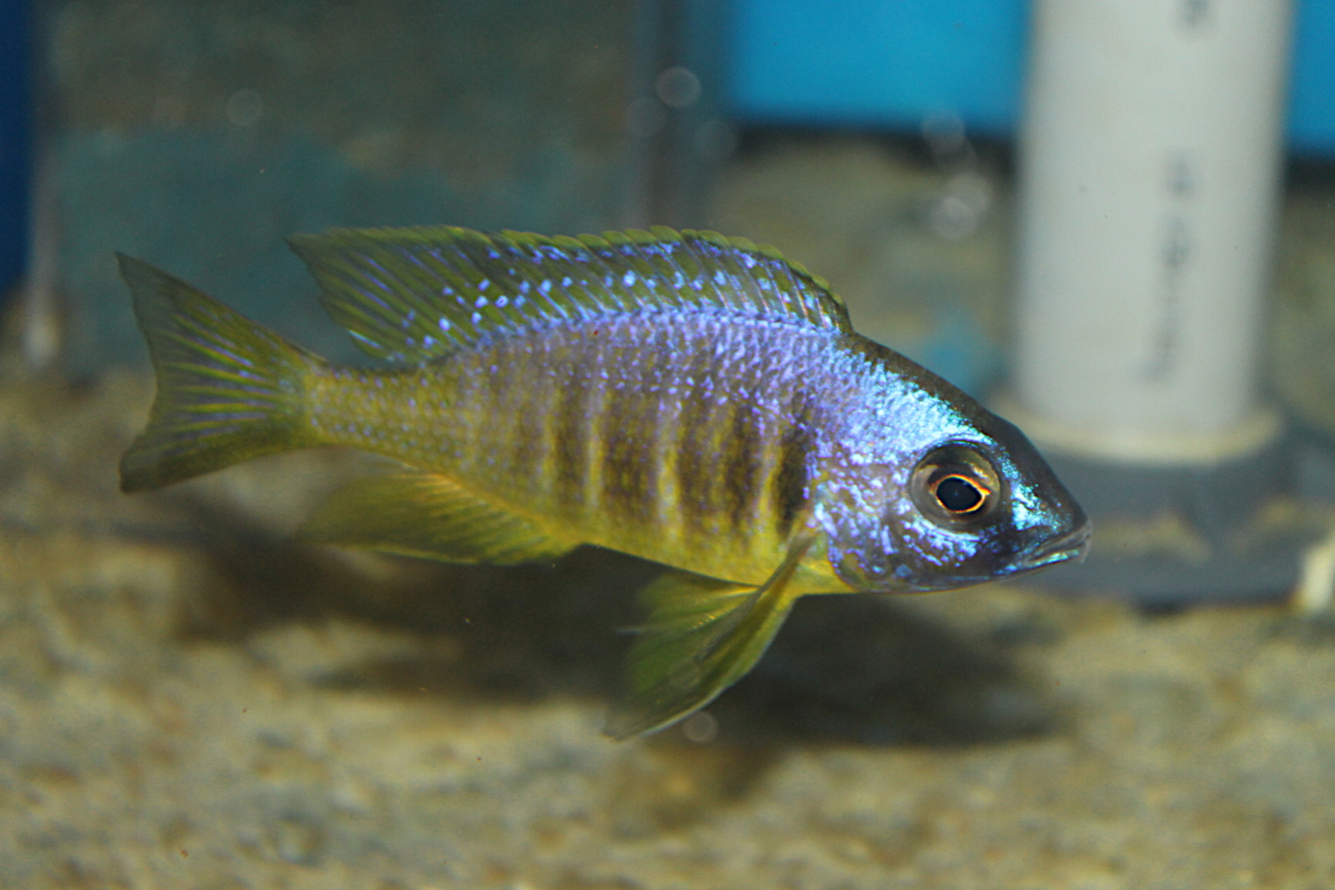 Placidochromis Electra Blackfin Makonde