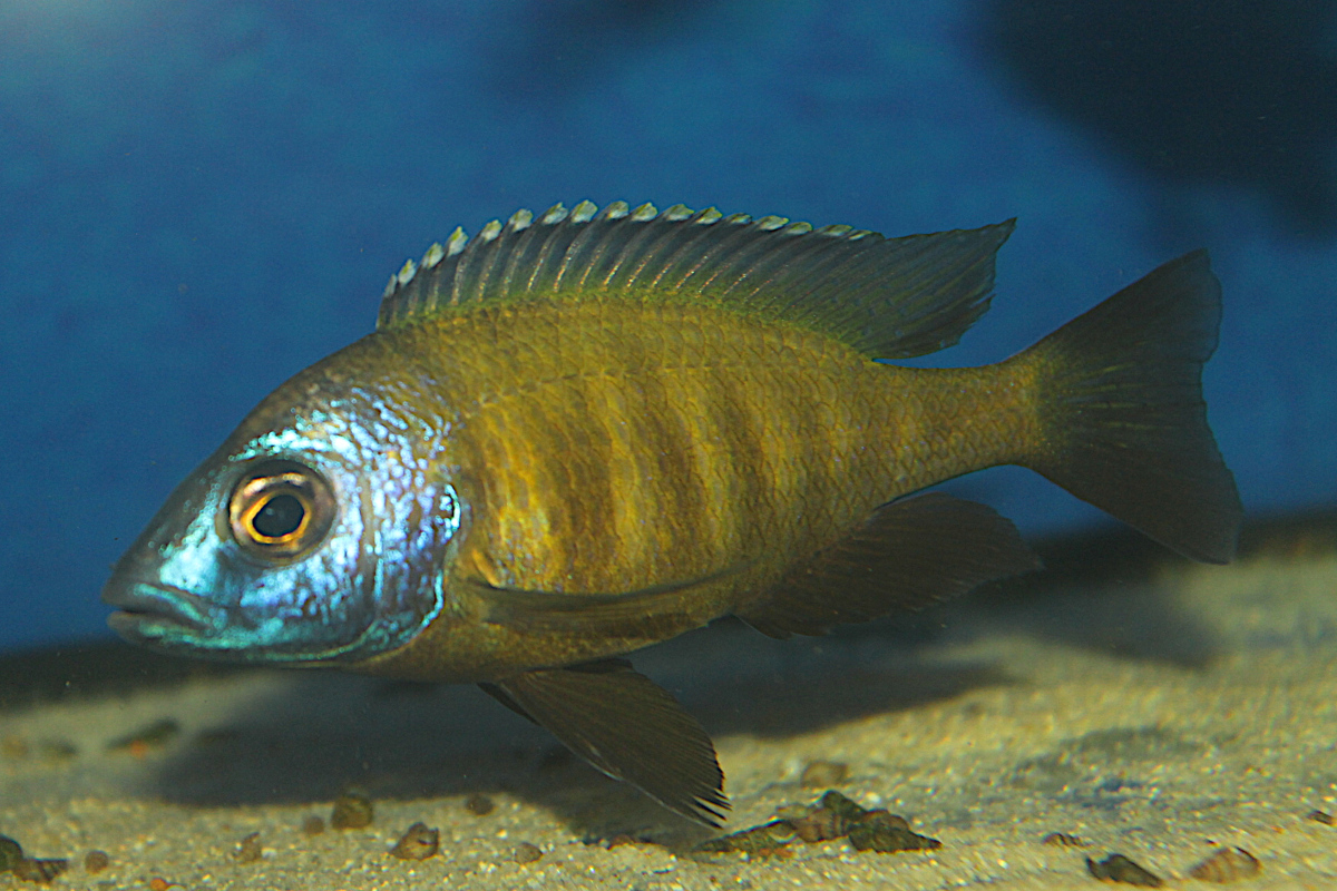 Placidochromis Electra Superior Mandalawi