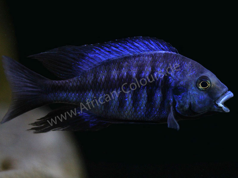 Protomelas Annectens