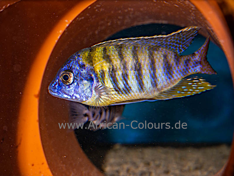 Protomelas Fenestratus Tiger Nkanda