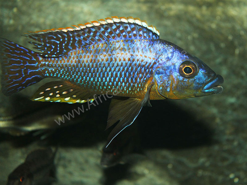 Protomelas Mbenji Thick Lips