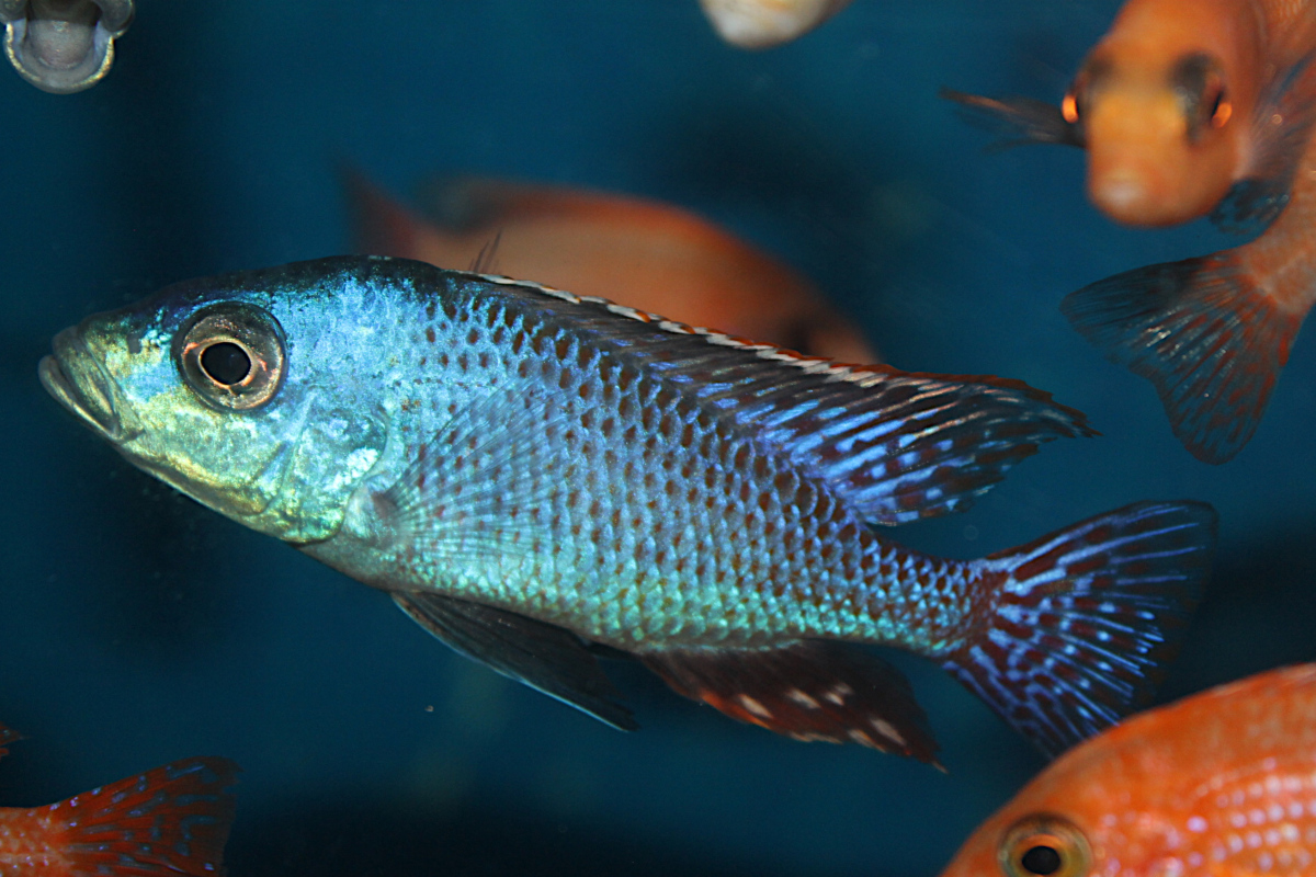 Protomelas Similis