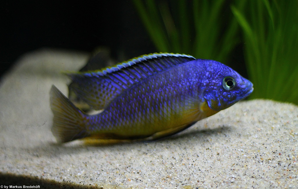 Protomelas Steveni Imperial Gome