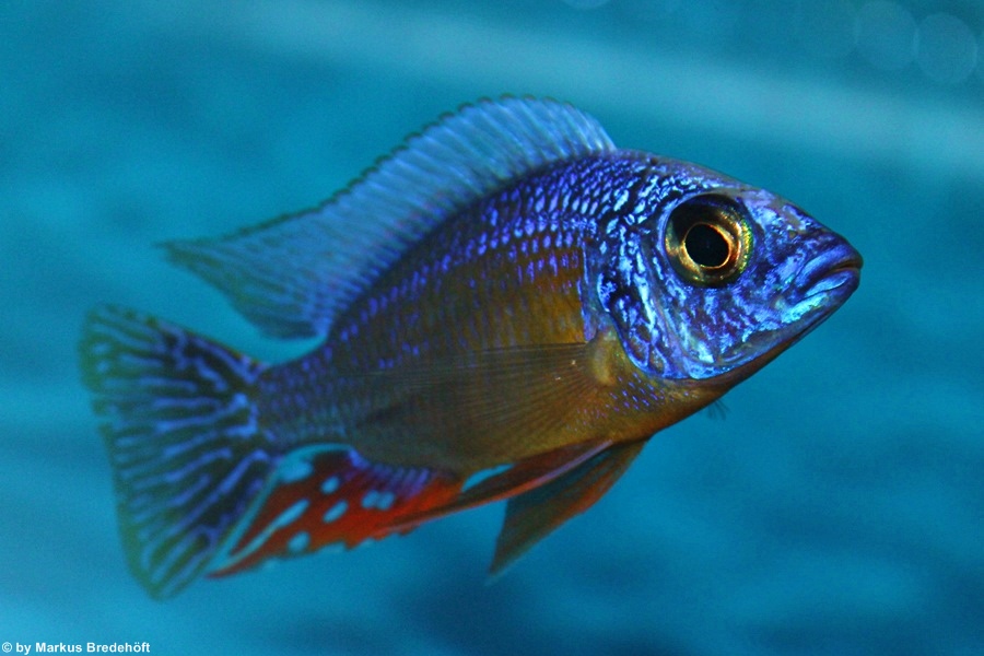 Protomelas Steveni Taiwan