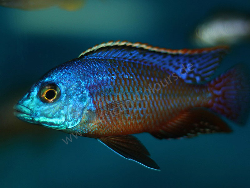 Protomelas Taeniolatus Boadzulu