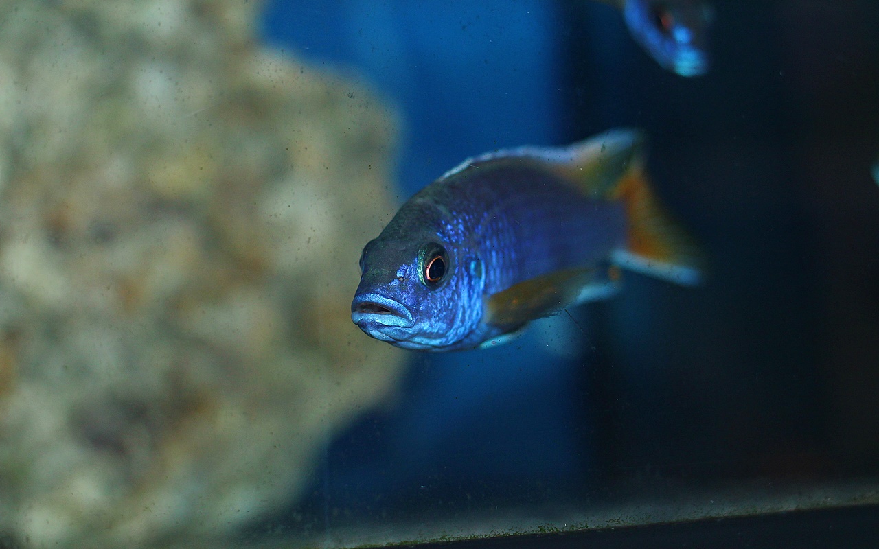 Pseudotropheus Acei Luwala