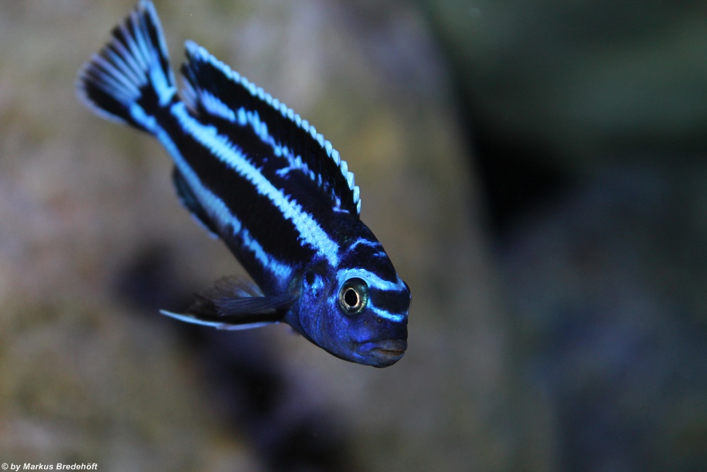 Pseudotropheus Cyanoerhabdos Maingano