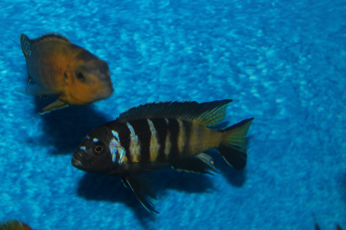 Pseudotropheus Elongatus  Chailosi