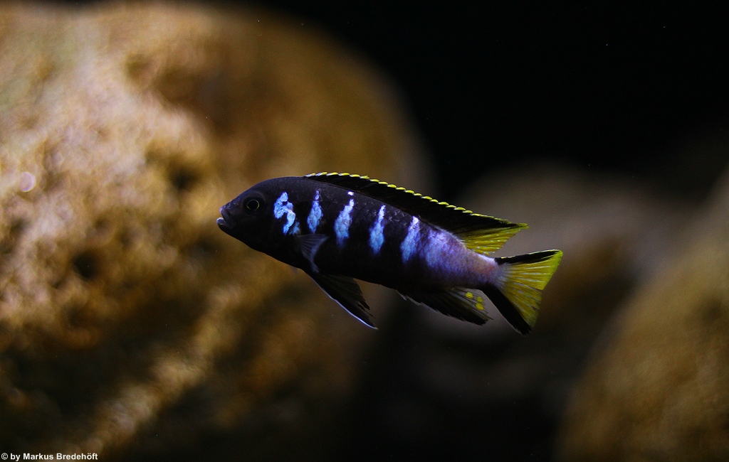 Pseudotropheus Elongatus  Chewere