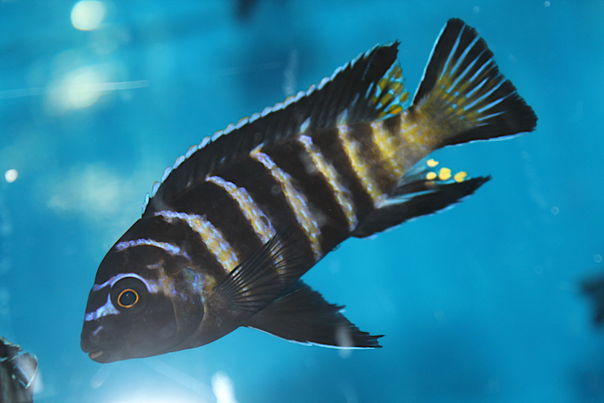 Pseudotropheus Elongatus Goldbar Chizumulu