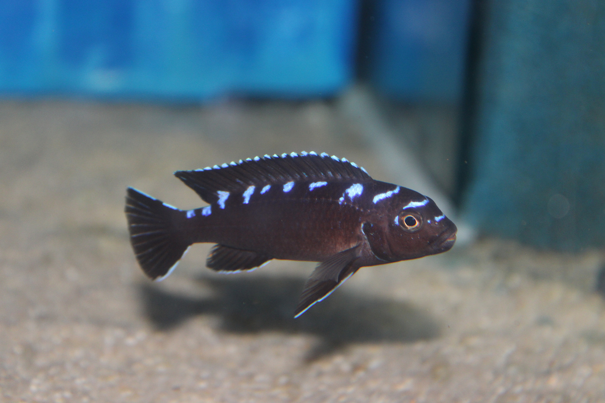Pseudotropheus Elongatus Neonspot