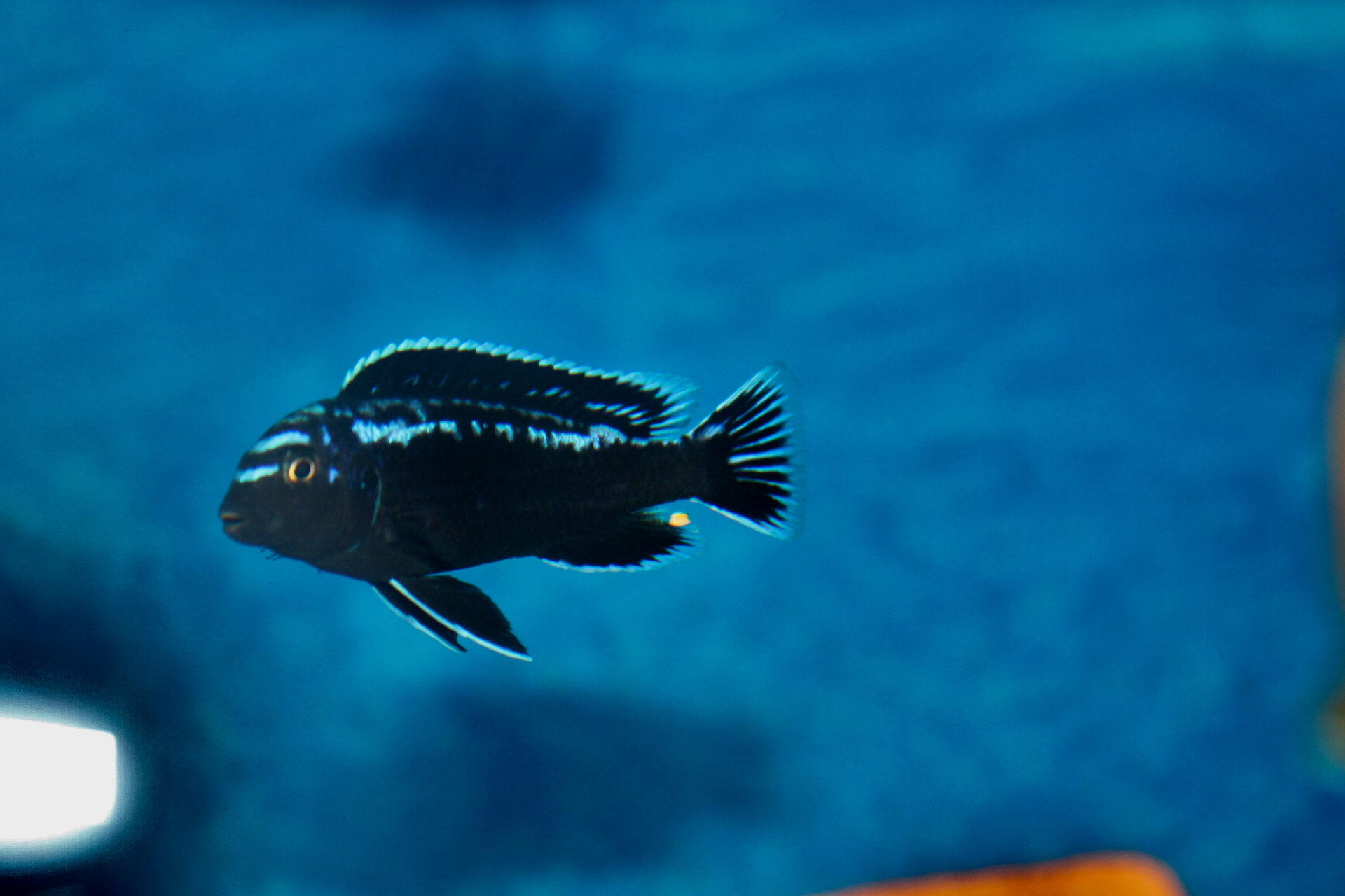 Pseudotropheus Interruptus Chiwi