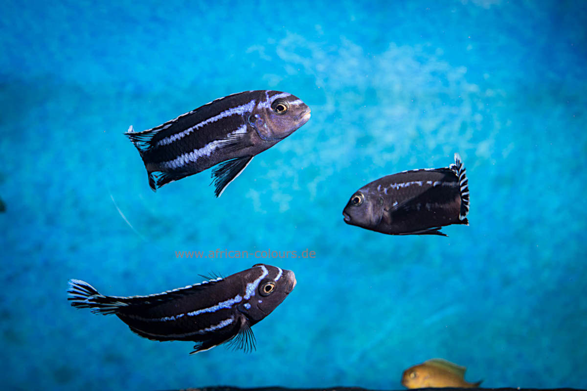 Pseudotropheus Johanni Gome