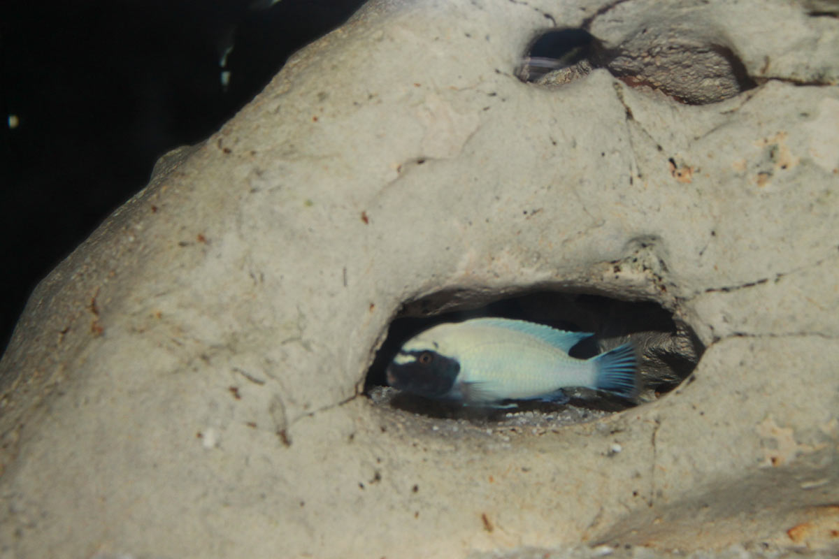Pseudotropheus Polit