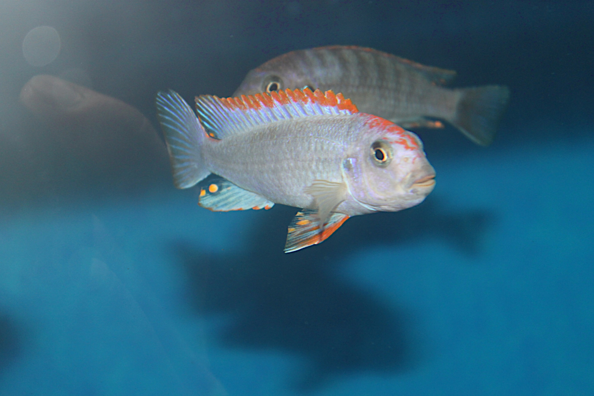 Pseudotropheus Red Top Ndumbi