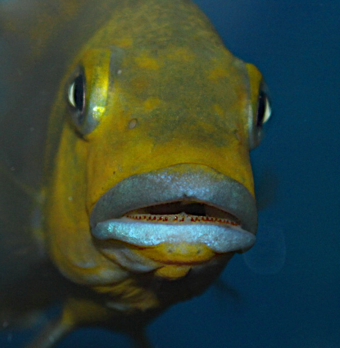 Pseudotropheus Williamsi Blue Lips