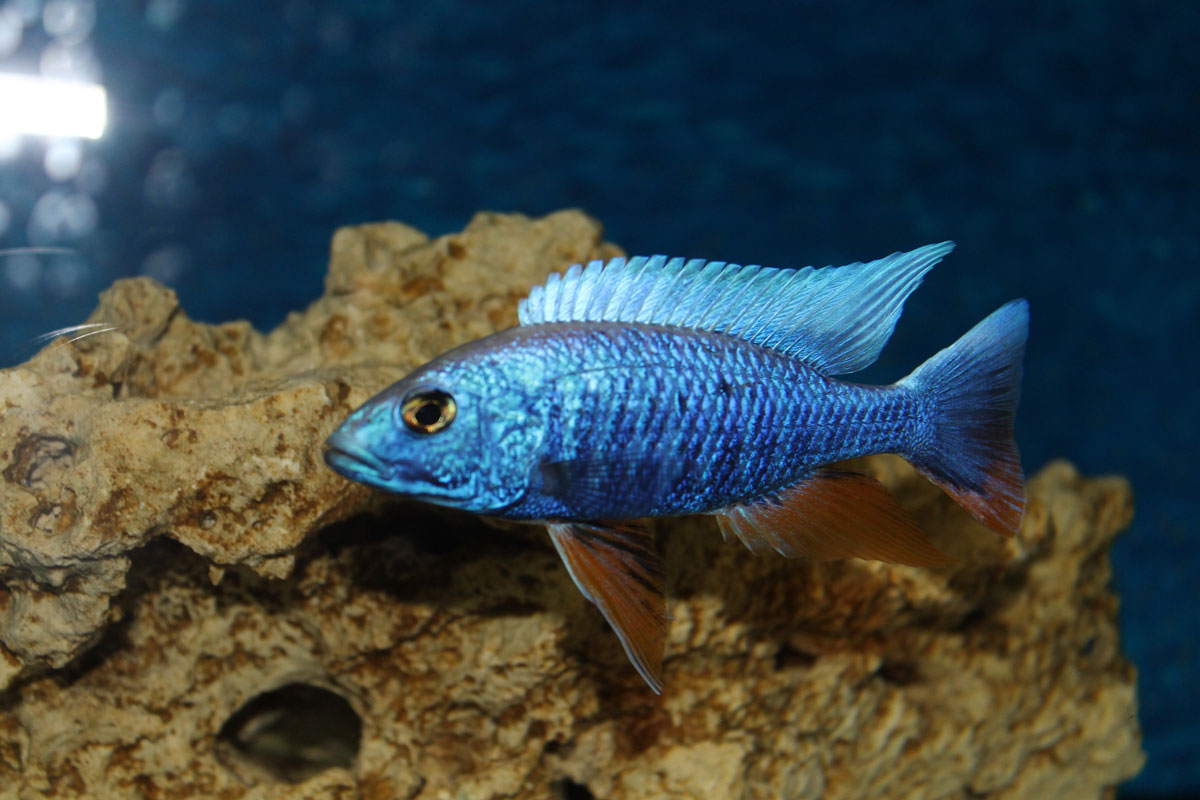 Sciaenochromis Fryeri  Iceberg
