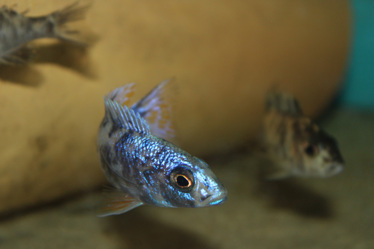 Sciaenochromis Fryeri OB Calico