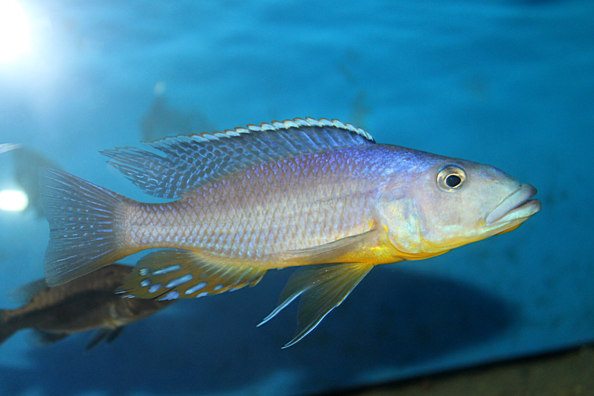 Tyrannochromis Macrostoma