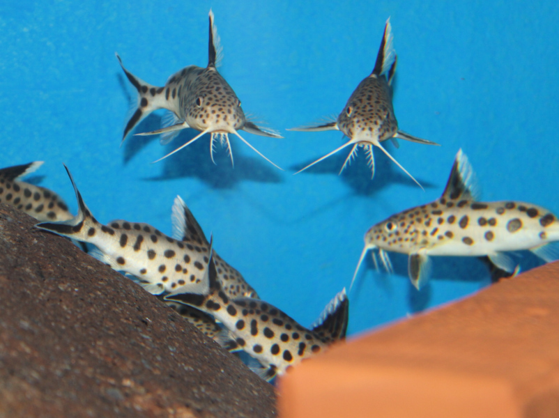 Synodontis Lucipinnis