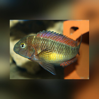 Tropheus